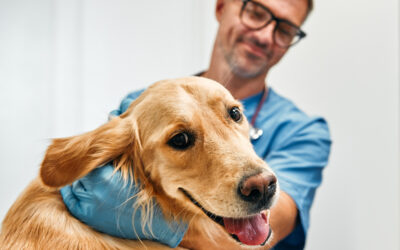 Hond mee naar de baas