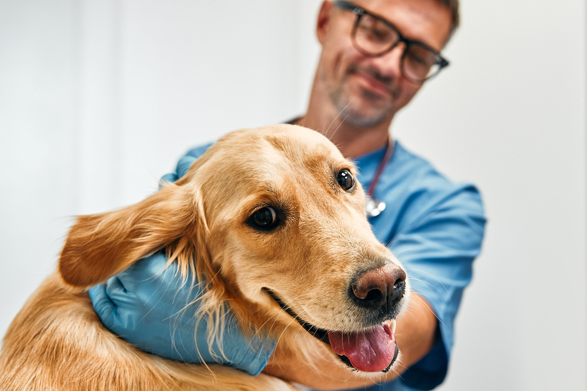 homepage Hond mee naar de baas